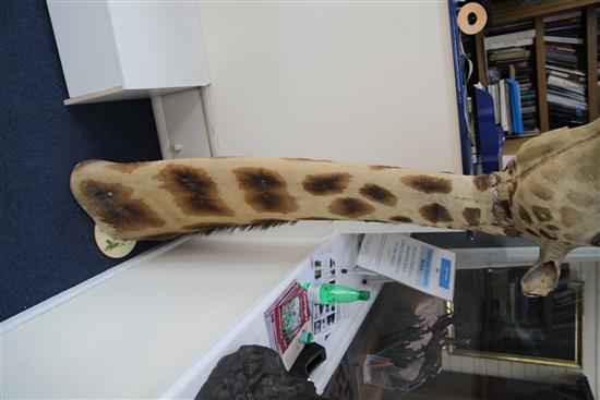 A taxidermied giraffe head and neck, fondly known as Humphry, length 6ft 3in.